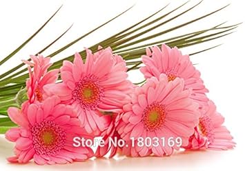 Pink Leucanthemum Flower seeds for Planting - Wildflower Mix, Heirloom & GMO Free Seeds for Home Garden
 
 Sale for planting in home garden