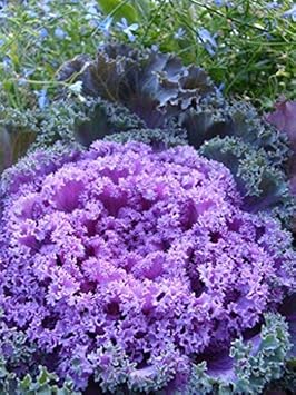 Green Thailand Caladium Flower Seeds for Planting Shade Tolerant Heirloom & GMO Free Seeds for Home Garden
 
 Sale for planting in home garden