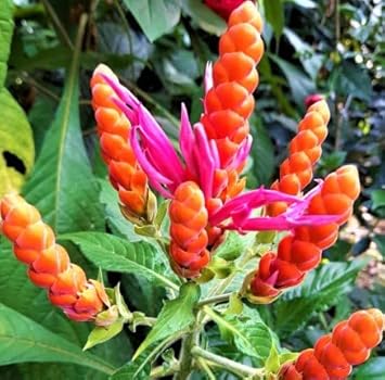 Deep Blue Pachystachys Lutea Flower seeds for Planting - Seasonal Bloomer, Heirloom & GMO Free Seeds for Home Garden
 
 Sale for planting in home garden