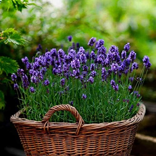 Lavender Lavandula angustifolia for planting in flower bed