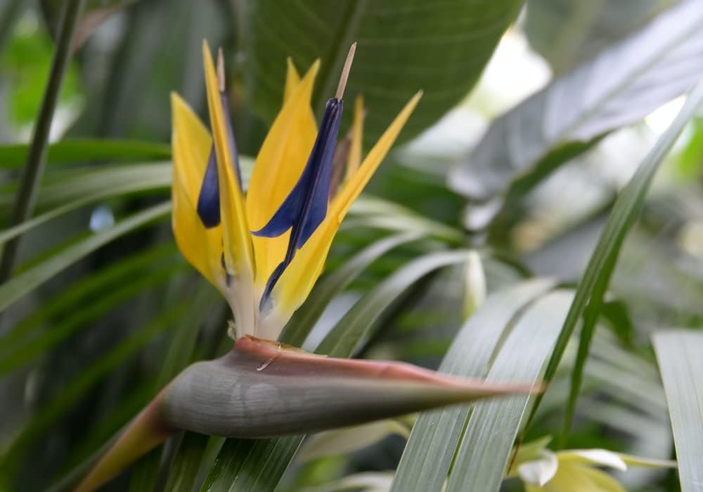 Violet & Yellow Strelitzia Seeds For Planting - Exotic Flower