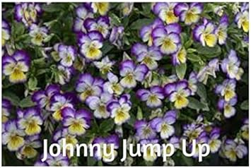 Blue Jump Up Flower seeds for Planting - Cottage Garden Essential, Heirloom & GMO Free Seeds for Home Garden
 
 Sale for planting in home garden