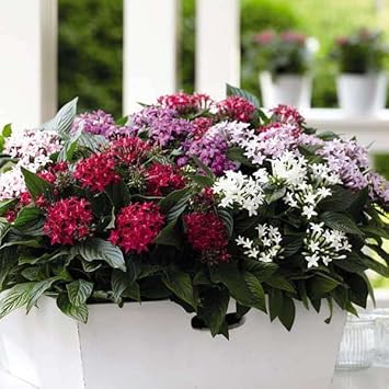 Pentas Flower seeds for Planting Vibrant Colors Heirloom & GMO Free Seeds for Home Garden 
 
 Sale for planting in home garden