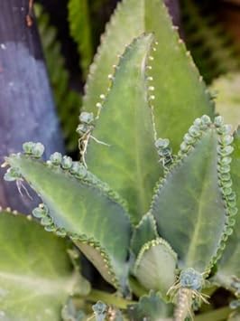 Kalanchoe Seeds For Planting - Green Succulent Joy Your Garden Flower