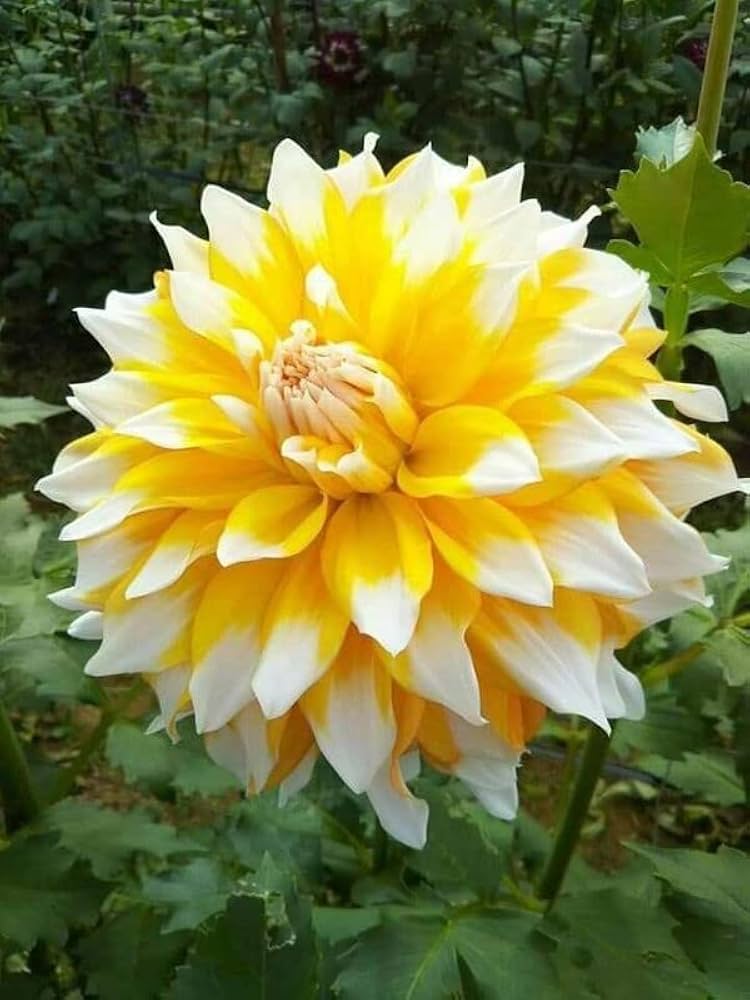 Yellow And White Dahlia Flower Seeds For Planting