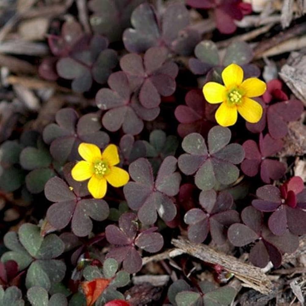 Creeping Woodsorrel Oxalis corniculata for planting in lawn
