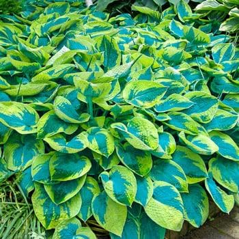 Green Blue Hosta Flower seeds for Planting - Long Bloom Season, Heirloom & GMO Free Seeds for Home Garden
 
 Sale for planting in home garden.