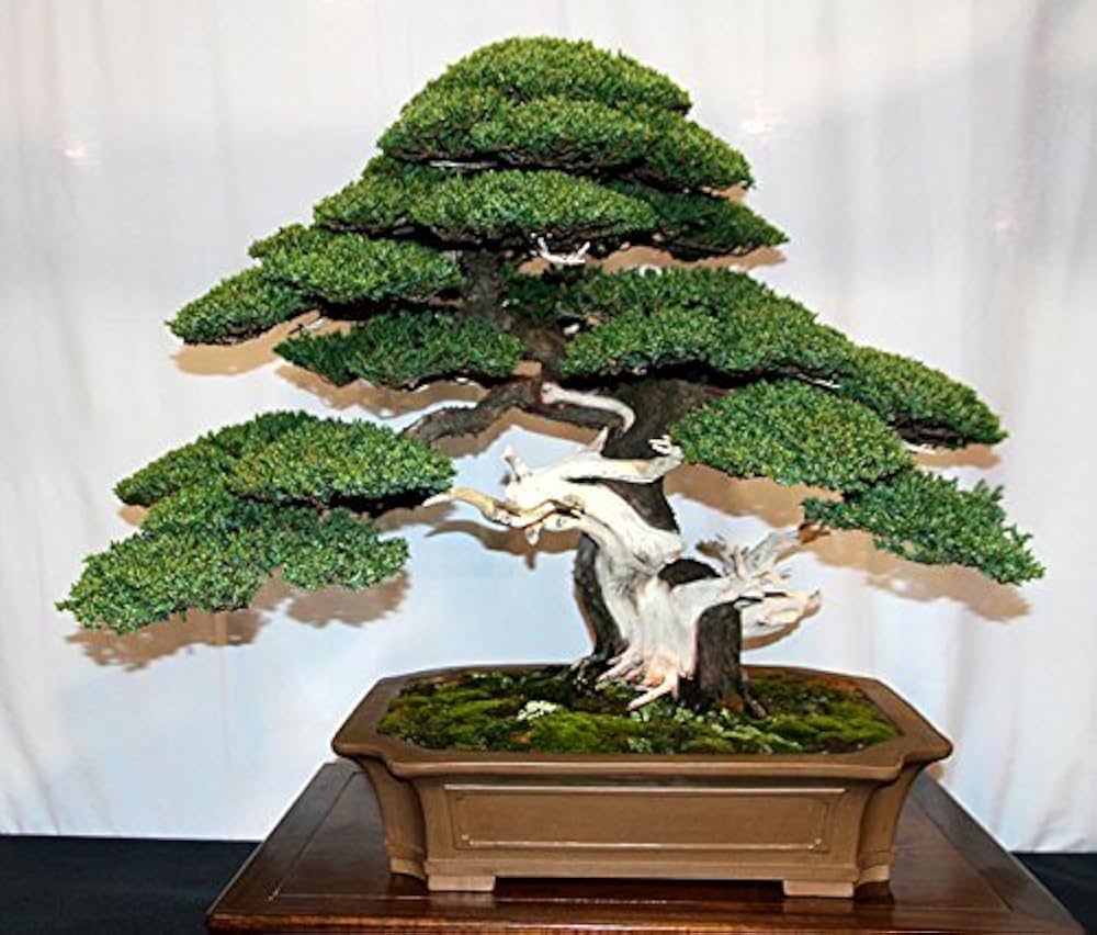 Wacholder Bonsai Tree for planting in home garden