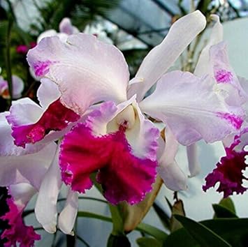 Cattleya Hybrida Flower seeds for Planting - Low Maintenance, Heirloom & GMO Free Seeds for Home Garden
 
 Sale for planting in home garden.