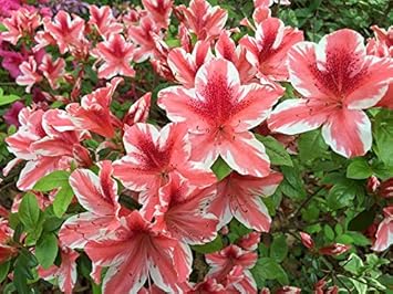 Plant White Red Azalea Seeds - Transform Your Garden This Season