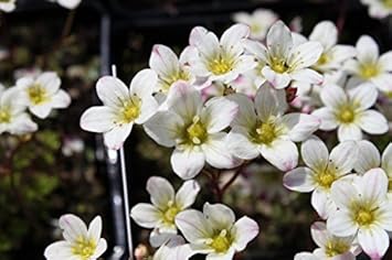 White Burren Flower seeds for Planting - Garden Favorite, Heirloom & GMO Free Seeds for Home Garden
 
 Sale seeds for planting in home garden