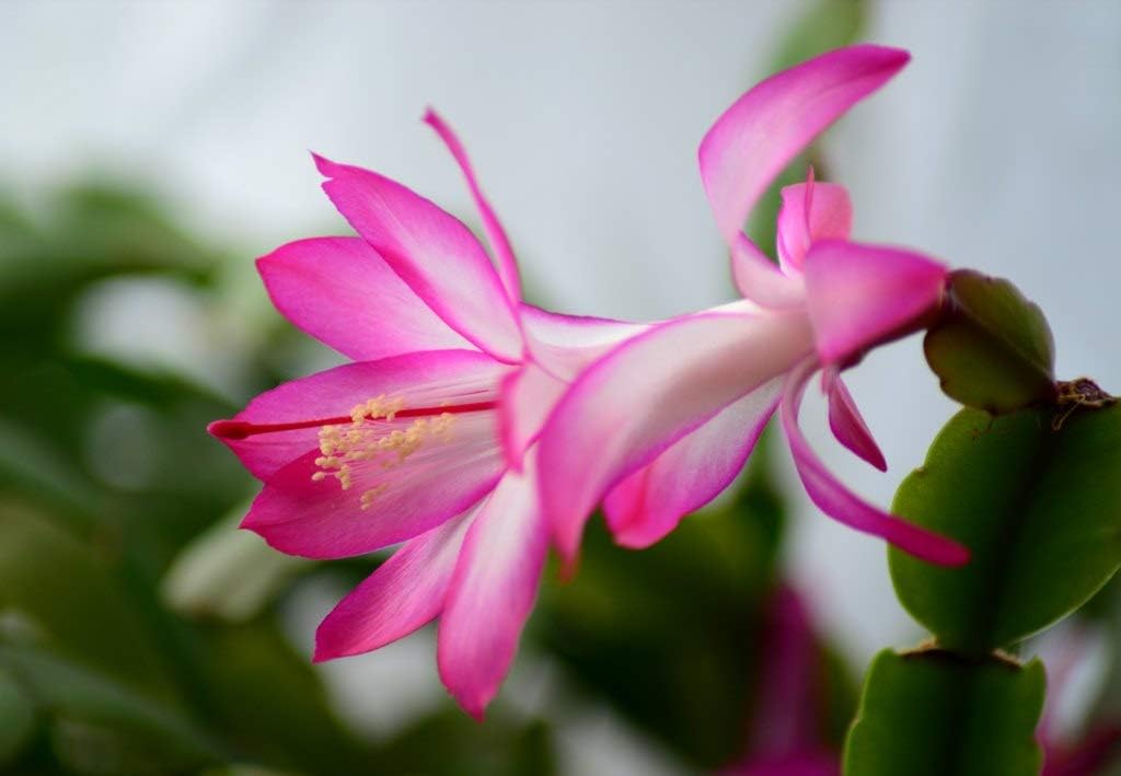Pink & White Schlumbergera Flower seeds for Planting - Long Bloom Season, Heirloom & GMO Free Seeds for Home Garden
 
 Sale for planting in home garden.