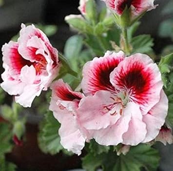 White Mix Geranium Seeds - Pelargonium Peltatum For Easy Planting