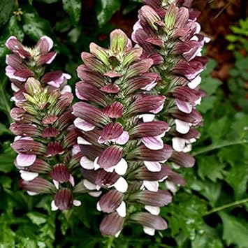 Bear's Breeches Flower seeds for Planting - Compact Growth, Heirloom & GMO Free Seeds for Home Garden
 
 Sale seeds for home garden