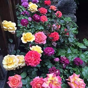 Yellow Carnation Flower Seeds for Planting Easy to Grow Heirloom & GMO Free Seeds for Home Garden
 
 Sale for planting in home garden