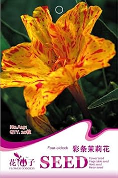 Yellow Red Four O'Clock Flower seeds for Planting - Wildflower Mix, Heirloom & GMO Free Seeds for Home Garden
 
 Sale for planting in home garden