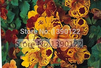 Mixed Mimulus seeds for Planting - Garden Favorite, Heirloom & GMO Free Seeds for Home Garden
 
 Sale for planting in home garden