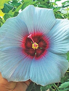 White Columbine Flower Seeds for Planting Wildflower Mix Heirloom & GMO Free Seeds for Home Garden
 
 Sale for planting in home garden