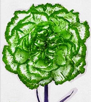 Purple Alismatifolia Flower Seeds for Planting Garden Favorite Heirloom & GMO Free Seeds for Home Garden
 
 Sale for planting in home garden