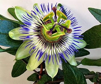 Pista Green Passion Flower Seeds For Planting