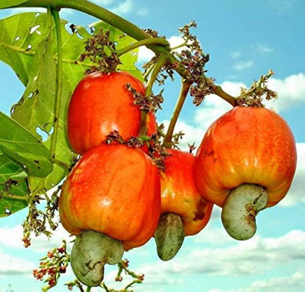 Red Yellow Cashew Tree Seeds Planting Nutty Fruit