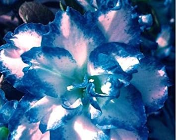 Yellow Sky Blue Rose Flower Seeds for Planting NonGMO Heirloom Garden Seeds for Growing Vibrant Colors 
 
 Sale for planting in home garden