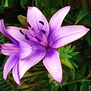 Purple Lilium Brownii Flower seeds for Planting - Hardy Variety, Heirloom & GMO Free Seeds for Home Garden
 
 Sale for planting in home garden