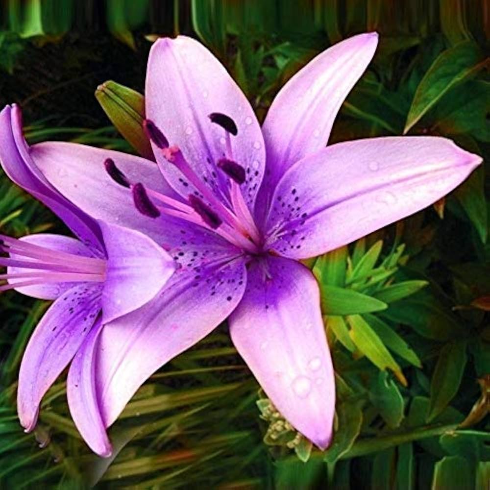 Lilium Brownii Flower Seeds for Air-Purifying Bonsai and Garden Plants