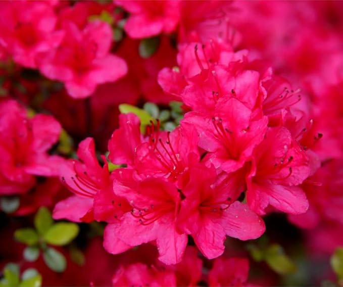 Azalea Rhododendron spp for planting in flower bed
