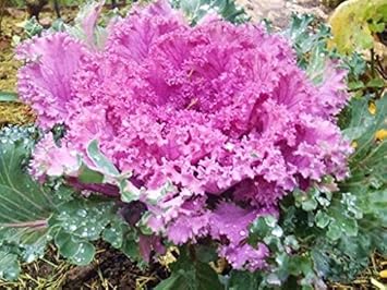 Burgundy Bougainvillea Flower Seeds for Planting – Compact Growth Heirloom & NonGMO Seeds for Home Garden
 
 Sale for planting in home garden