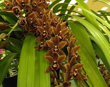 Violet Phalaenopsis Orchid Flower Seeds for Planting Drought Tolerant Heirloom & GMO Free Seeds for Home Garden
 
 Sale for planting in home garden