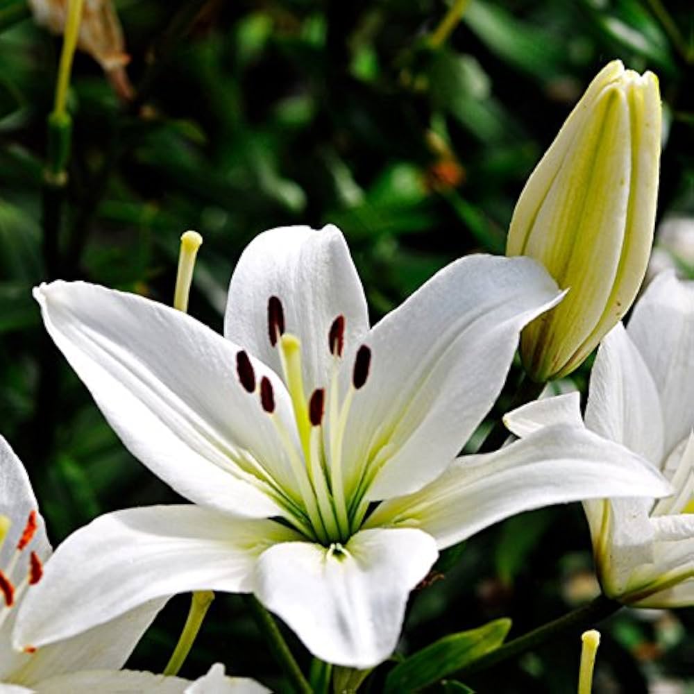 Giant Calla Lily Seeds Bonsai