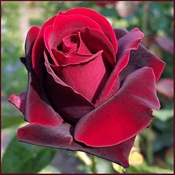 Light Pink Green Caladium Leaf Seeds for Planting Low Maintenance Heirloom & GMO Free Seeds for Home Garden
 
 Sale for planting in home garden