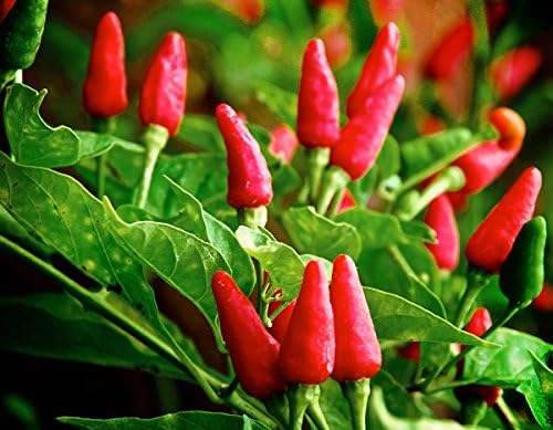 Tobasco Pepper Capsicum frutescens for planting in garden