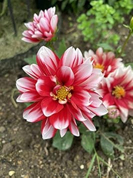 Dark Blue Red Fuchsia Flower Seeds for Planting Fragrant Blossoms Heirloom & GMO Free Seeds for Home Garden
 
 Sale for planting in home garden