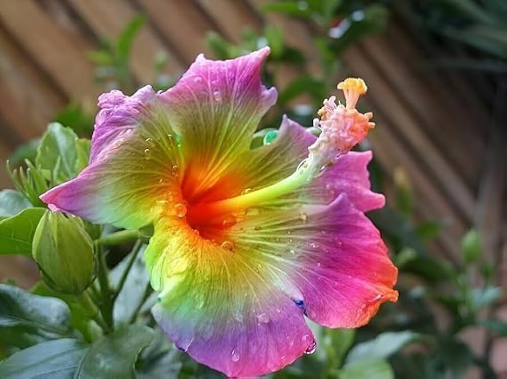 Hibiscus Rosa-sinensis flower seeds for planting