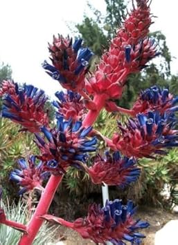 Green Bromeliad Flower Seeds – Hardy Variety Heirloom & NonGMO Seeds for Home Garden
 
 Sale for planting in home garden