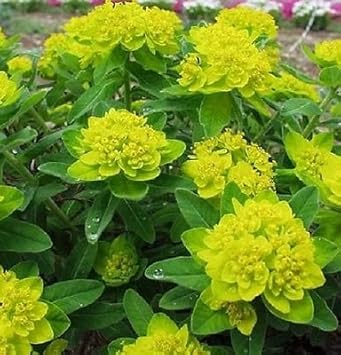 Yellow Euphorbia Polychroma Flower seeds for Planting - Wildflower Mix, Heirloom & GMO Free Seeds for Home Garden
 
 Sale seeds for home garden