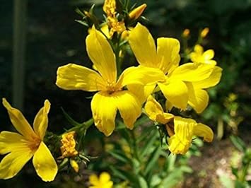 Yellow Linum Flavum Flower seeds for Planting - Shade Tolerant, Heirloom & GMO Free Seeds for Home Garden
 
 Sale for planting in home garden