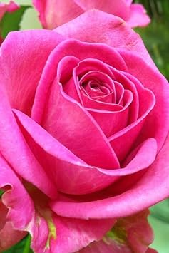 Yellow Matthiola Incana Flower Seeds for Planting Drought Tolerant Heirloom & GMO Free Seeds for Home Garden
 
 Sale for planting in home garden