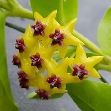 Hoya Kerrii Flower seeds for Planting Compact Growth Heirloom & GMO Free Seeds for Home Garden 
 
 Sale seeds for home garden planting