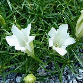 White Gentian Plant Seeds For Planting - Easy To Grow Seeds