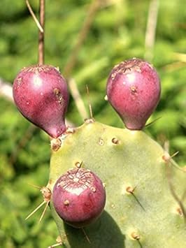 Pink Opuntia Flower seeds for Planting - Colorful Display, Heirloom & GMO Free Seeds for Home Garden
 
 Sale seeds for home garden