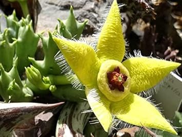 Stapelia Pulchella Flower seeds for Planting - Cut Flower Favorite, Heirloom & GMO Free Seeds for Home Garden
 
 Sale for planting in home garden.