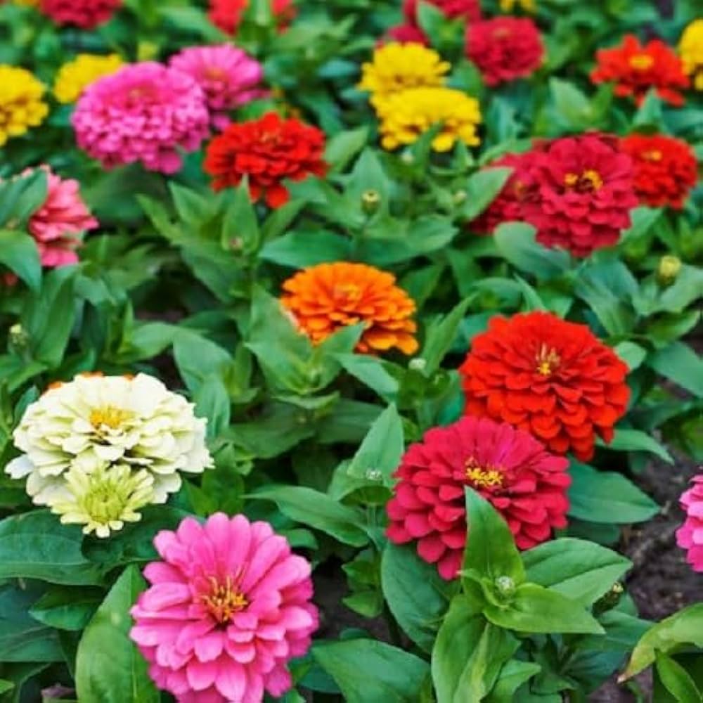 Zinnia Flower Seeds - Vibrant Purple & Yellow For Stunning Gardens