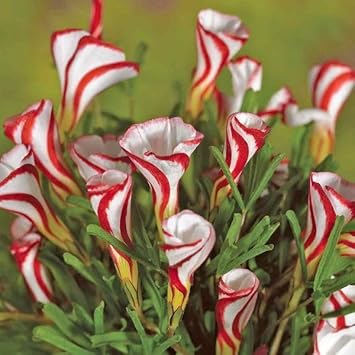 Oxalis Versicolor Flower seeds for Planting - Cottage Garden Essential, Heirloom & GMO Free Seeds for Home Garden
 
 Sale for planting in home garden.
