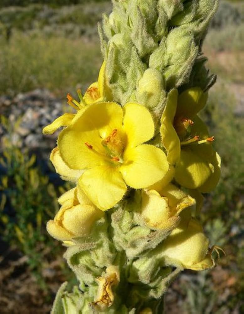 Flowerssamen von Verbascum Densiflorum mullein flower seeds