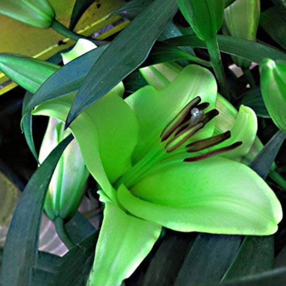 Blue Heart Lily for planting in flower bed