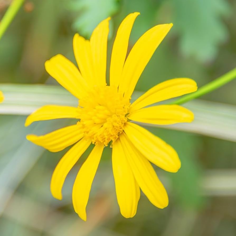 Light Yellow Bellis Perennis Flower Seeds For Planting