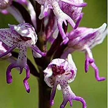 Purple Naked Men Orchid Flower seeds for Planting Low Maintenance Heirloom & GMO Free Seeds for Home Garden
 
 Sale seeds for home garden planting
